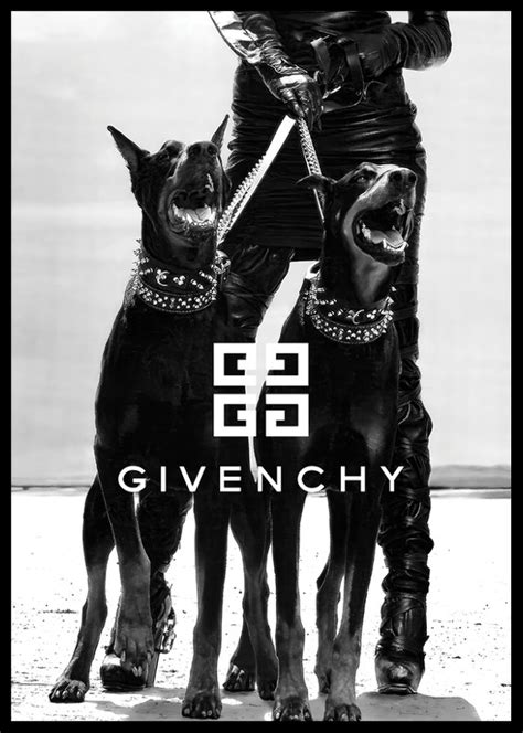 givenchy hund|givenchy dog wallpaper.